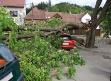 Kwikfynd Tree Cutting Services
coolumbeach